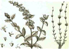 Sideritis hyssopifolia Hyssop-leaved mountain ironwort